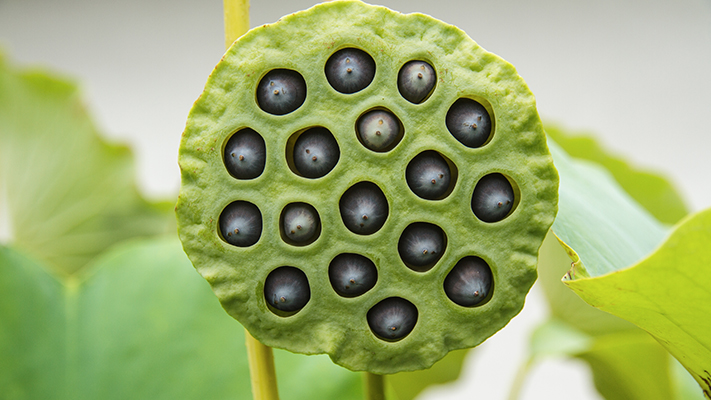 lotus seed