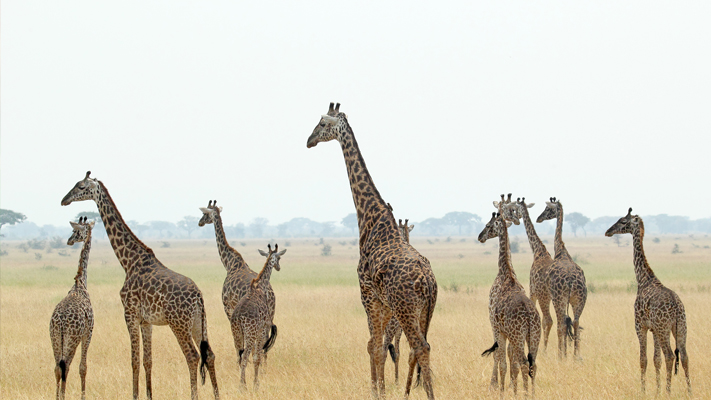 Serengeti Best Wildlife Reserves